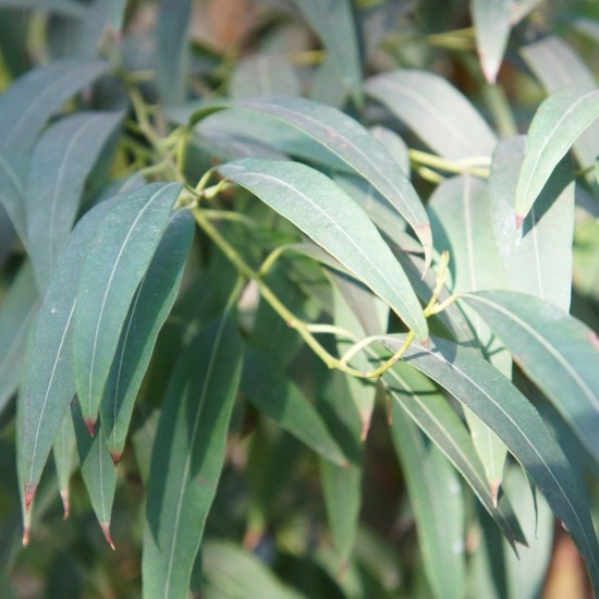 Eucalipt Radiata Organic